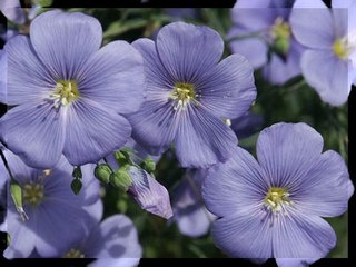 Ткани из льна Ткани из льна